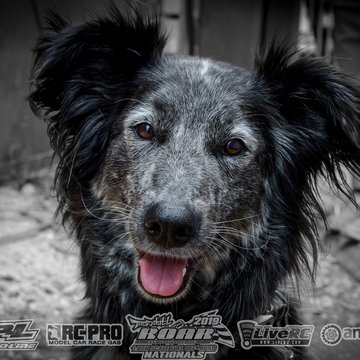 Gallery Photo 219 for 2019 ROAR Fuel Off-Road Nationals